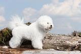 BICHON FRISE 186